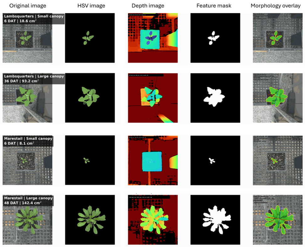 Four rows comparing small and large lambsquarters and marestail canopies, showing original plant images, isolated foliage, false-color views, binary masks, and canopy outlines